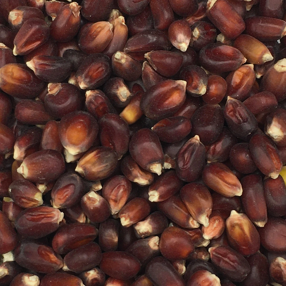 Mais Bordeaux Rot Nr.200 Vanrobaeys 20kg 3 Mais Bordeaux Rot Nr.200 Vanrobaeys 20kg