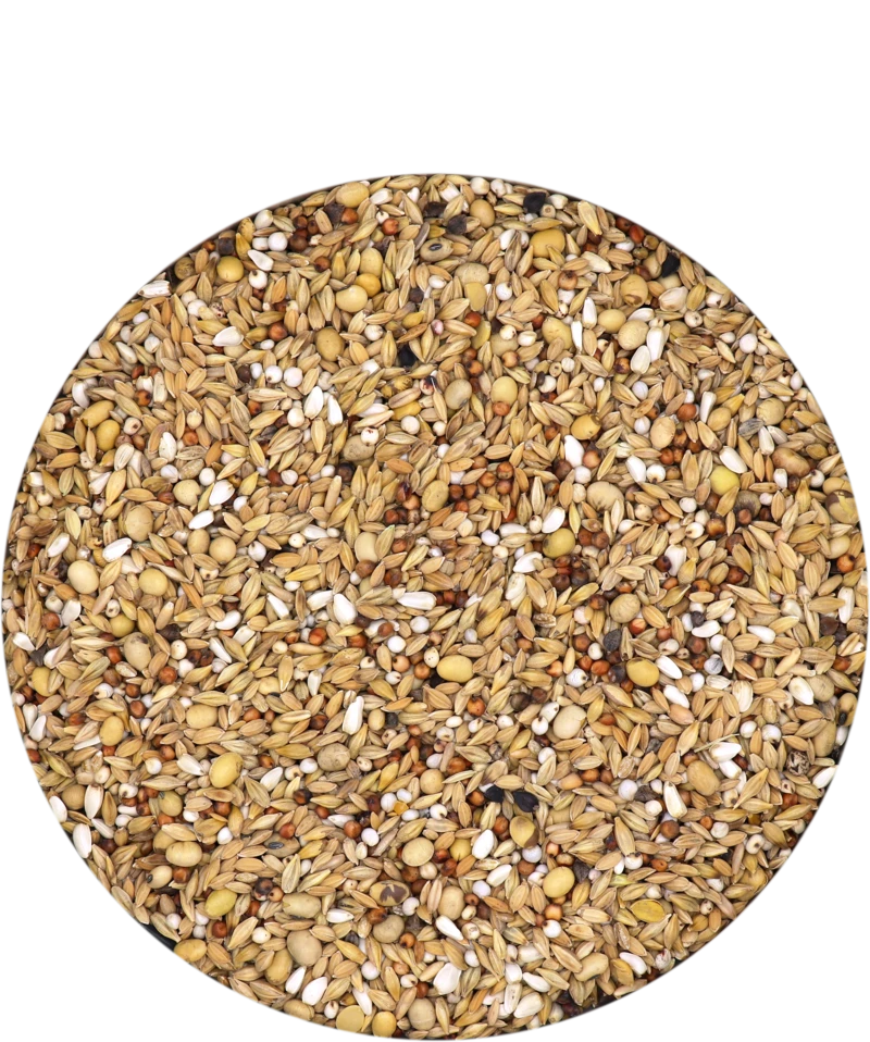 Versele Hirn 1 20kg 3 Versele Hirn 1 20kg