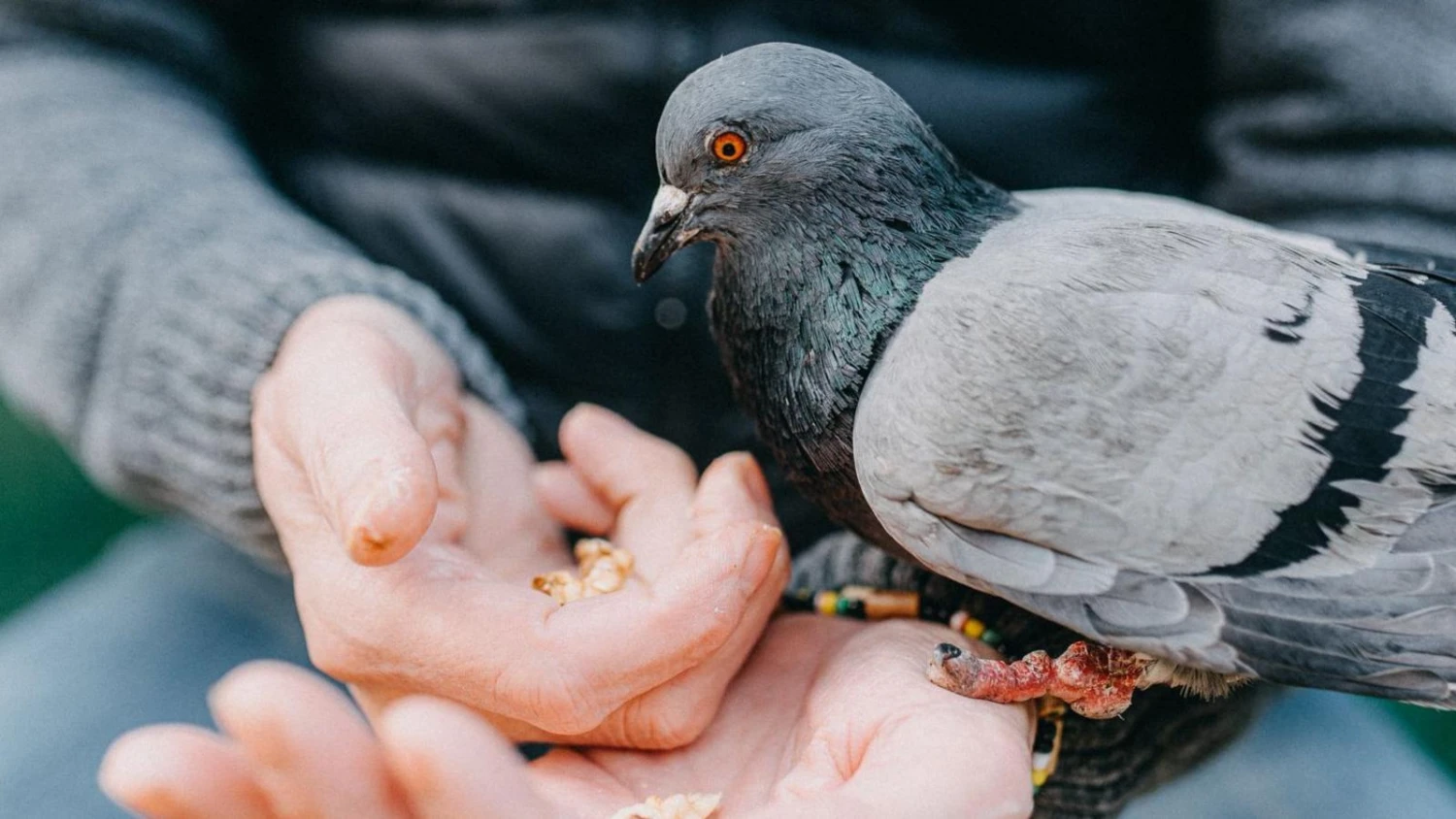 Tier Snack Geschaft -Tier Snack Geschaft 26f4f390 e944 11ef b89e fb81061a